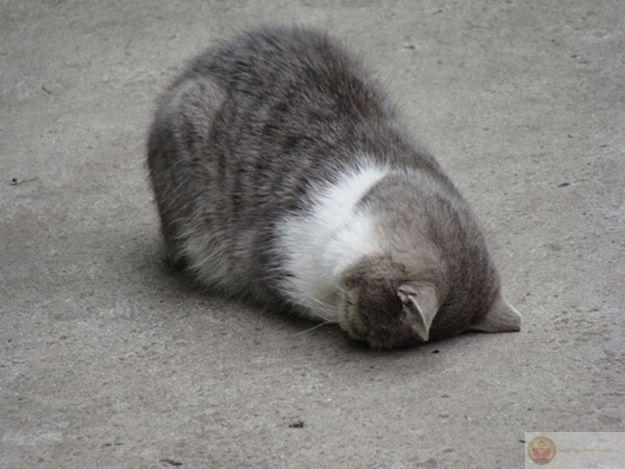 Meme con vật mệt mỏi lầy lội mô tả dáng chó nằm lăn khi hết pin năng lượng