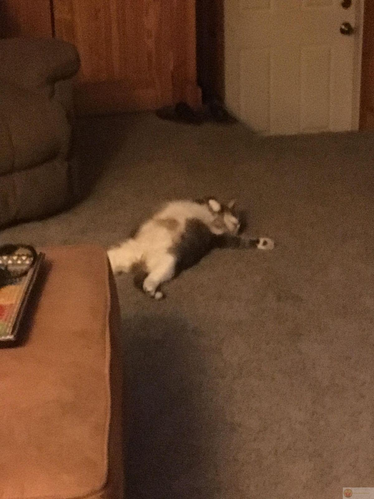 Meme con vật mệt mỏi vui nhộn khi mèo nằm dài bất lực cả buổi chiều dài