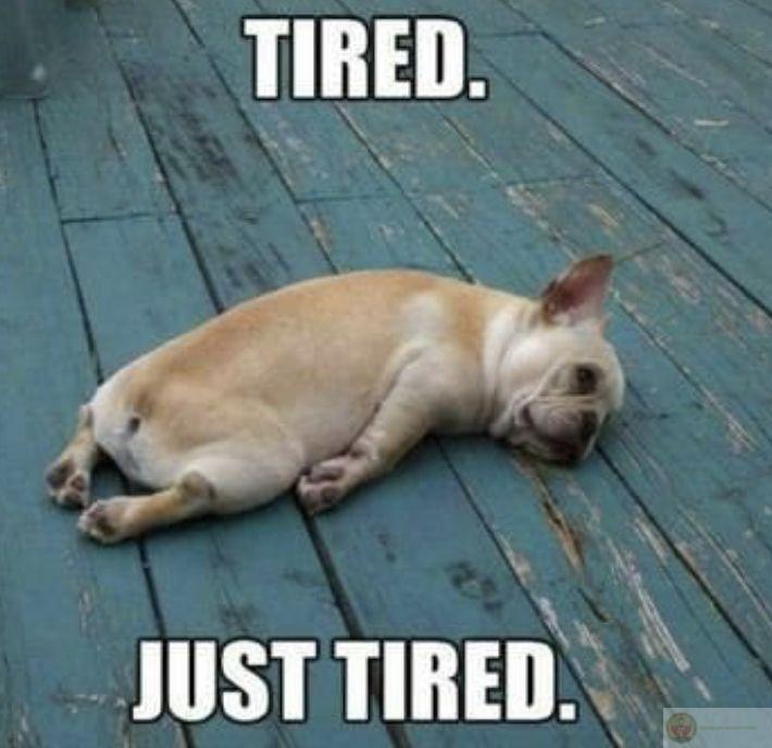 Một chiếc meme con vật mệt mỏi đáng yêu thường được chia sẻ rầm rộ trong group