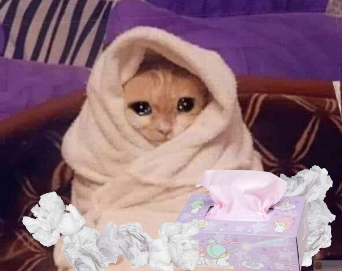 Một chiếc meme con vật mệt mỏi dí dỏm giúp group chat thêm nhiều tiếng cười vui