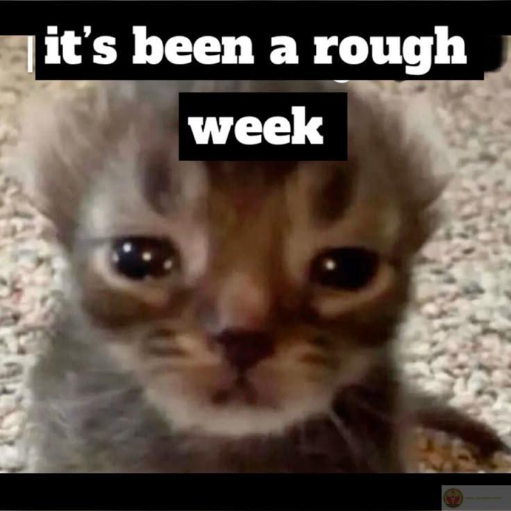 Một chiếc meme con vật mệt mỏi hài hước cho thấy thú cưng cũng stress như người