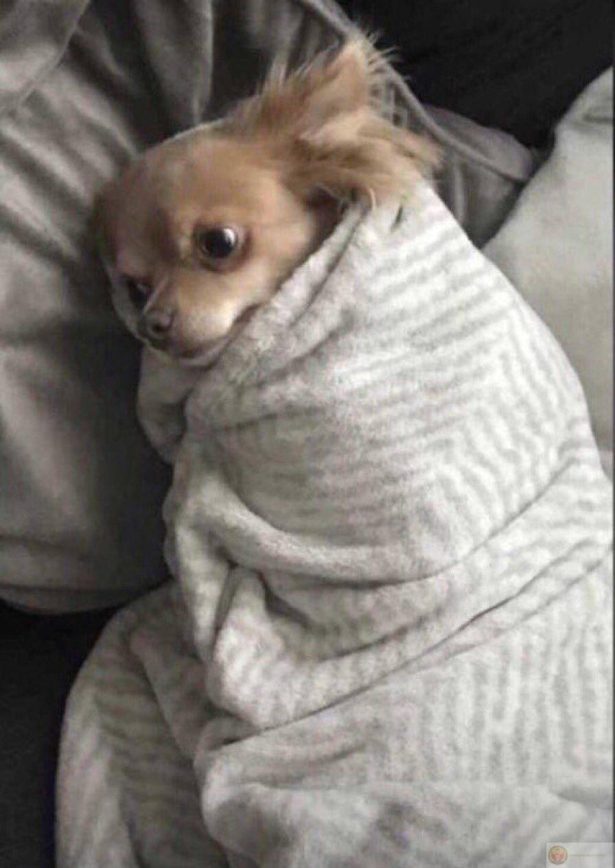 Một chiếc meme con vật mệt mỏi ngộ nghĩnh khiến ai nhìn cũng thấy nhẹ lòng