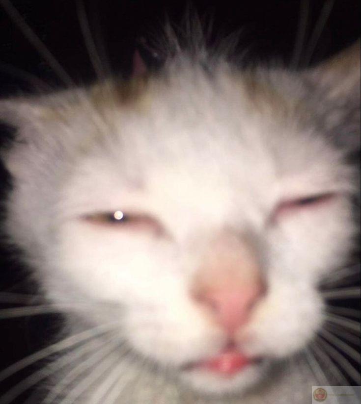 Ảnh chế con vật mệt mỏi thú vị cho thấy thú nuôi cũng biết