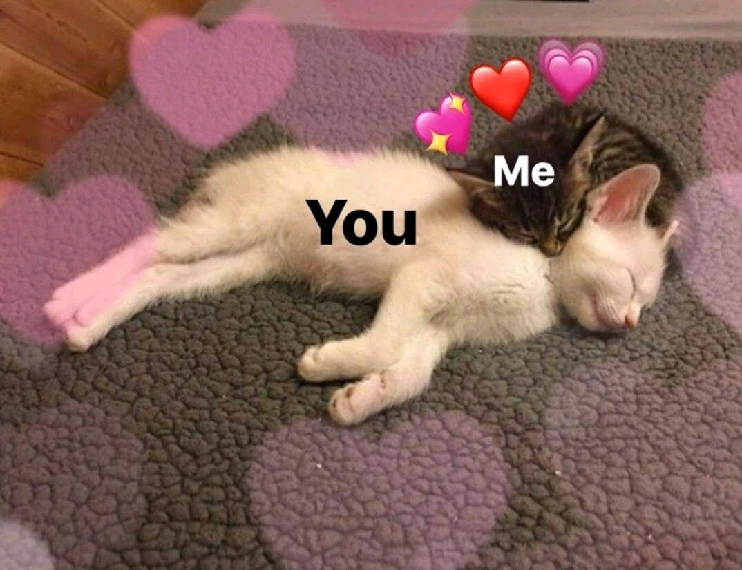 Meme Valentine ngọt ngào, dễ thương cho các cặp đôi