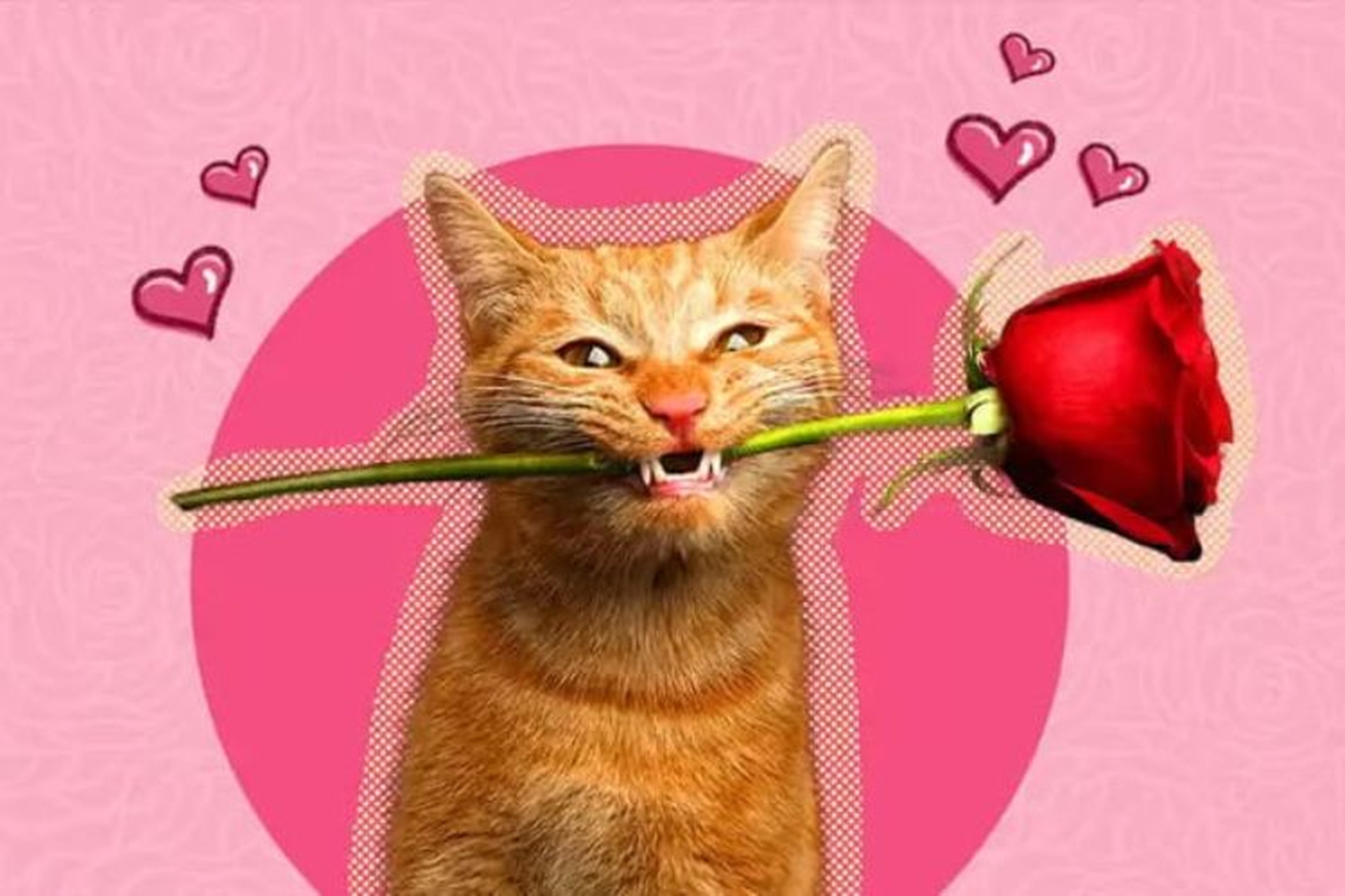 Meme Valentine ngọt ngào, dễ thương cho các cặp đôi