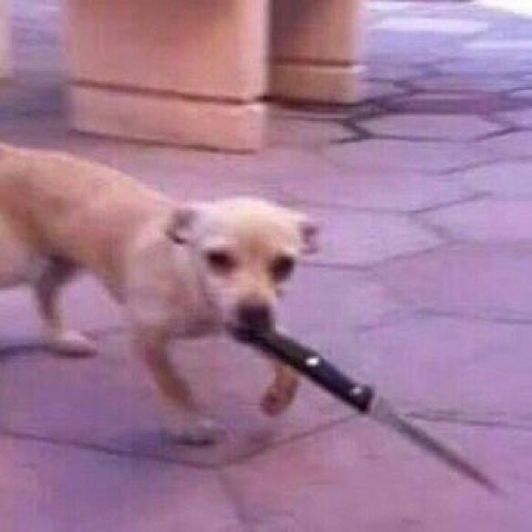 Có thể nói lời yêu bằng ánh dao được không