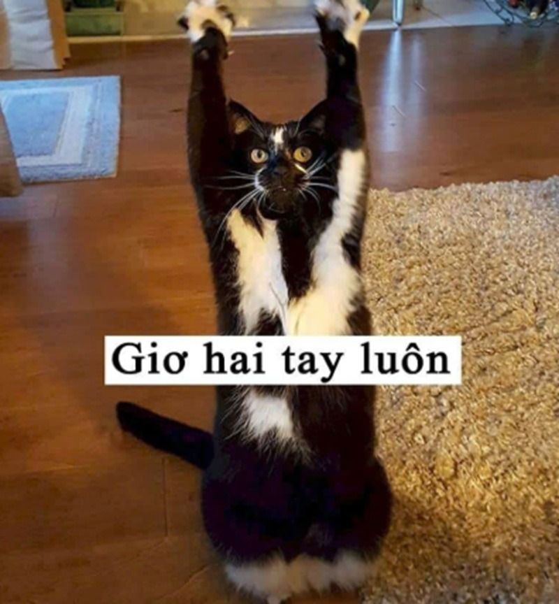 Ý nghĩa sử dụng của meme giơ tay