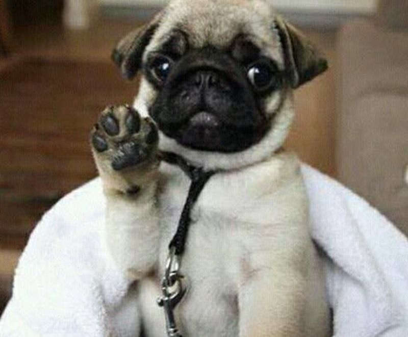 Hình ảnh meme giơ tay động vật