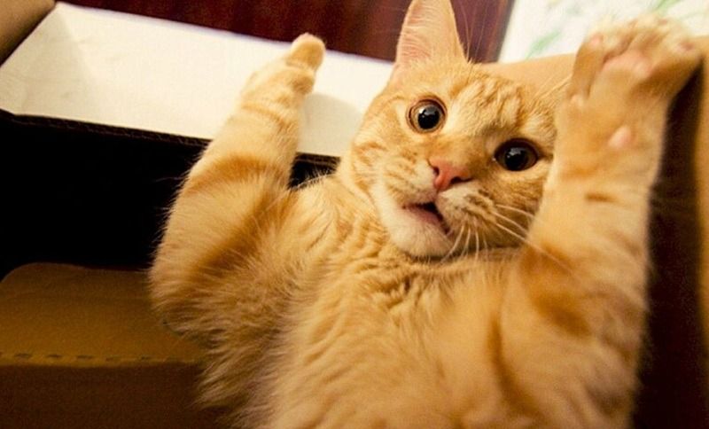 Hình ảnh meme giơ tay động vật