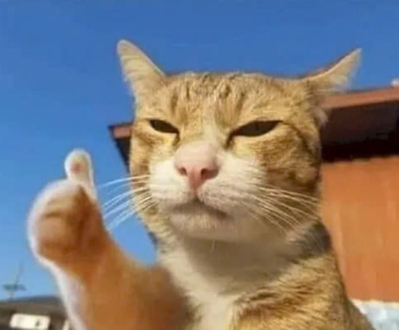 Hình ảnh meme giơ tay động vật