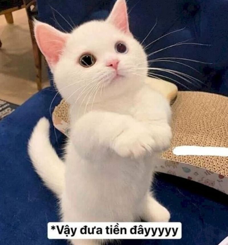 Hình ảnh meme giơ tay động vật