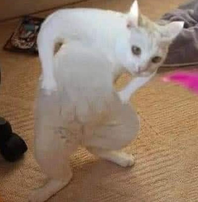 Meme mèo chống nạnh