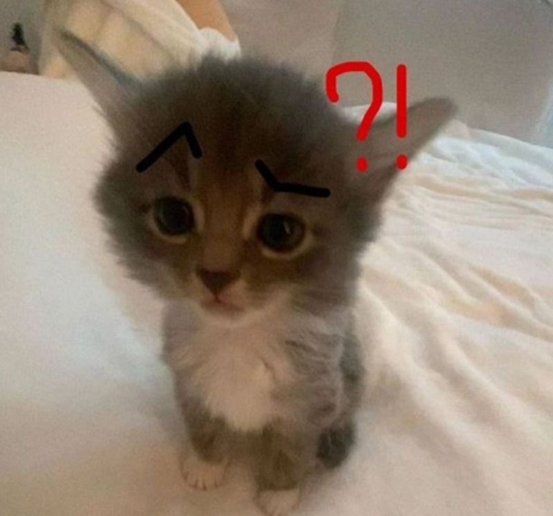 Meme hỏi chấm hình mèo dễ thương
