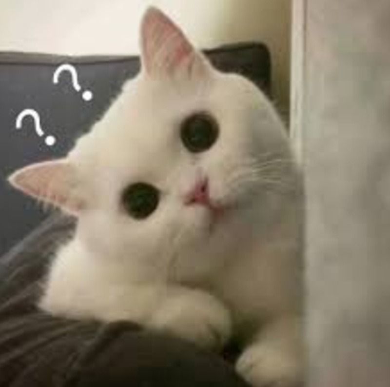 Meme hỏi chấm hình mèo dễ thương