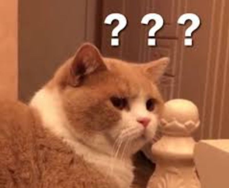 Meme hỏi chấm hình mèo dễ thương