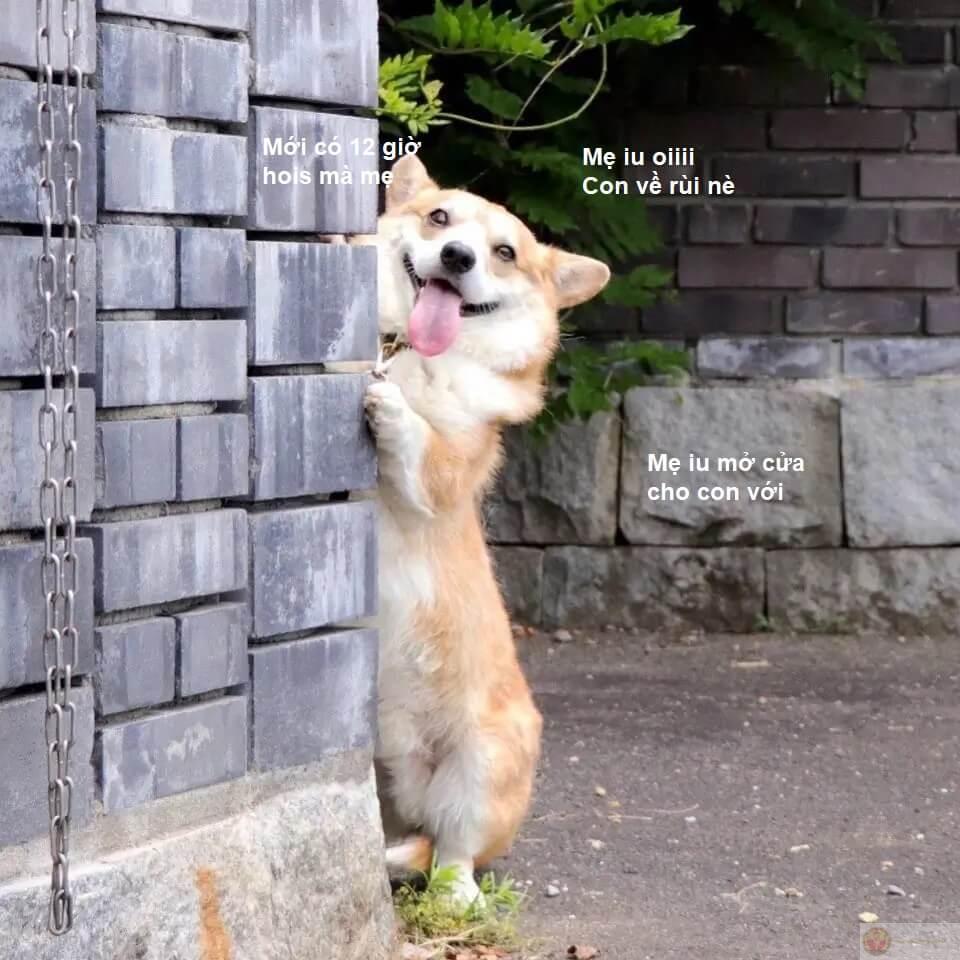 Mỗi lần stress, chỉ cần một meme cứu tinh