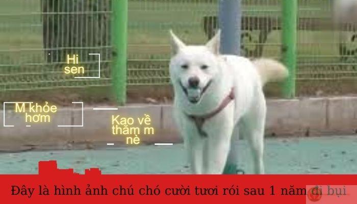 Lướt thấy meme xịn là tự nhiên hết buồn