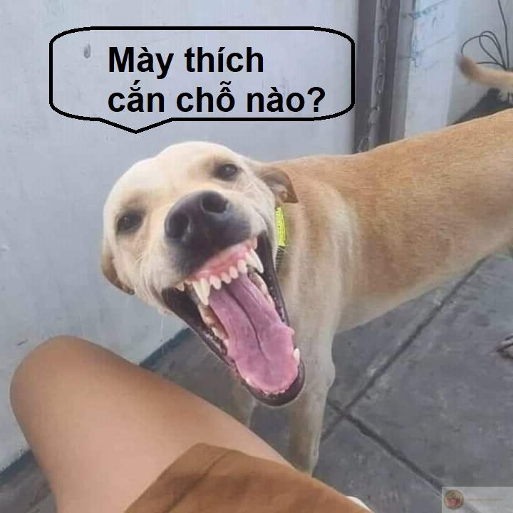 Meme chó cười nhe răng