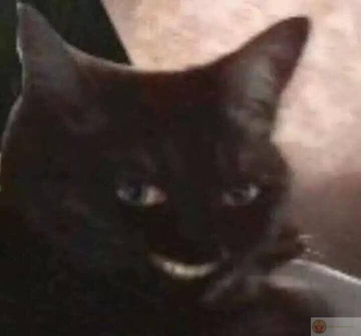 Meme cười gượng