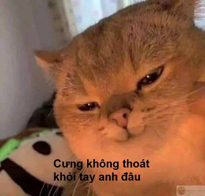 Thêm một chiếc meme, thêm một trận cười