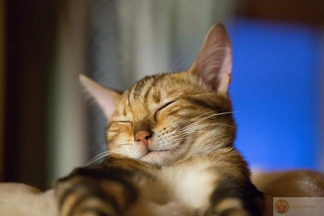 Ngủ dậy không thấy khoẻ hơn, chỉ thấy muốn ngủ tiếp