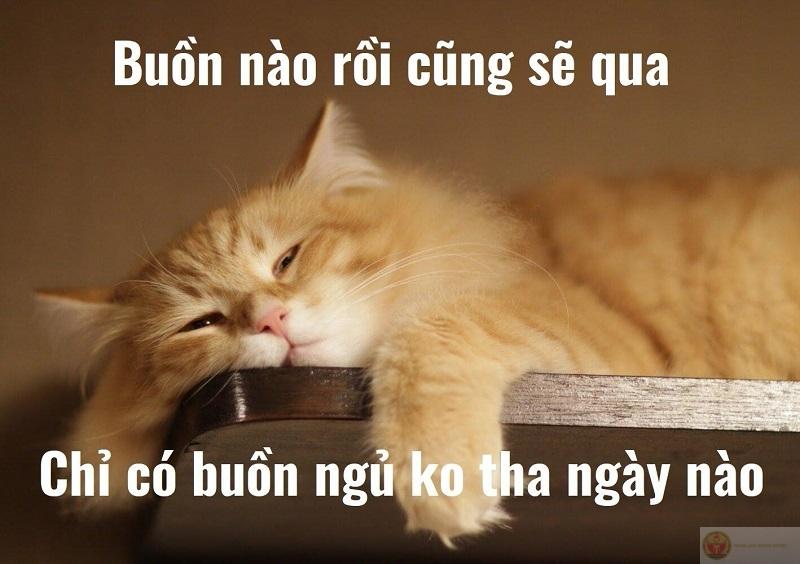 Meme chúc ngủ ngon