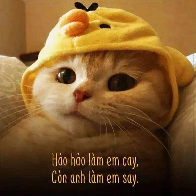 Meme tình yêu tâm trạng