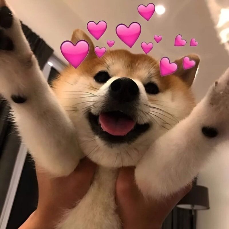 Meme tình yêu về động vật