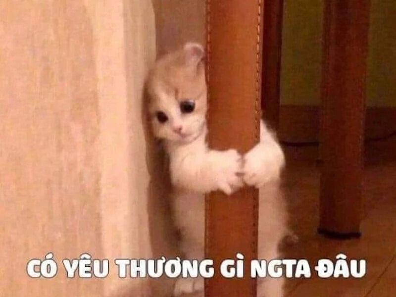 Khi nào sử dụng meme tình yêu?