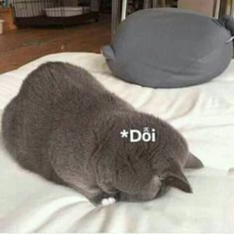 Meme tình yêu về động vật