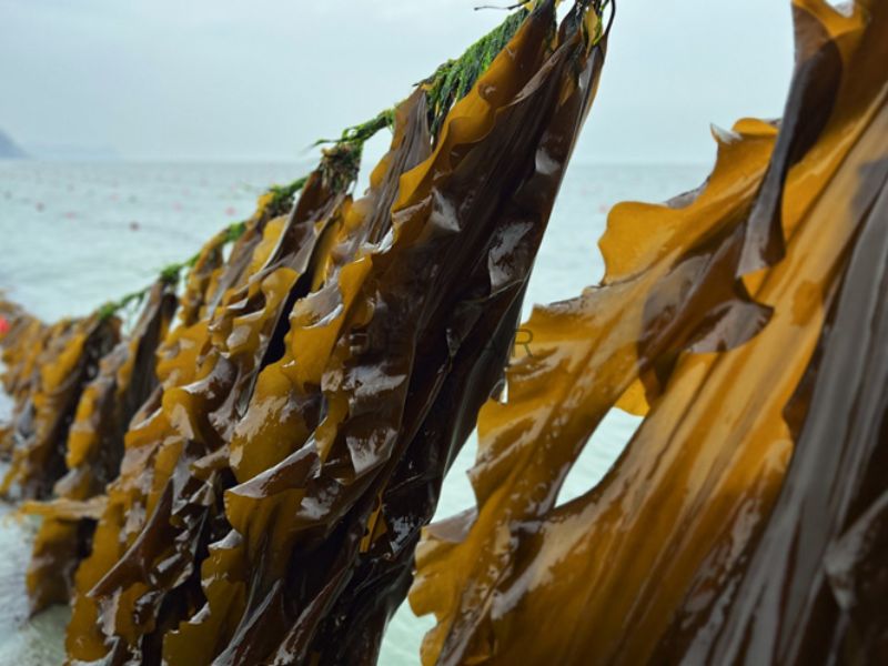 peel da của nhật