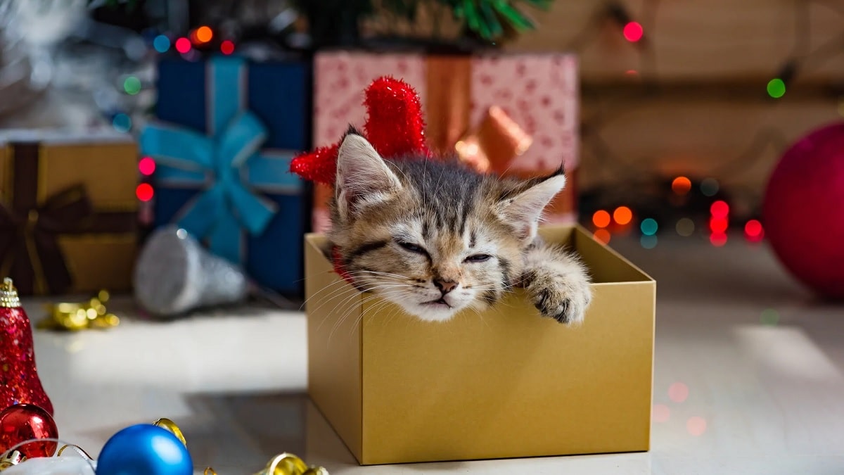 TOP Quà valentine cho bạn gái siêu lãng mạn - Thú cưng