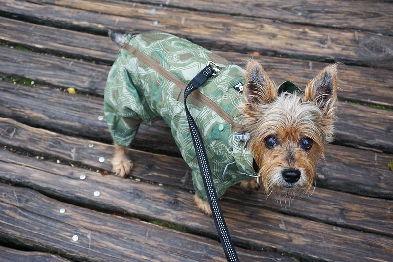 The most (and least) dog-friendly countries in Europe