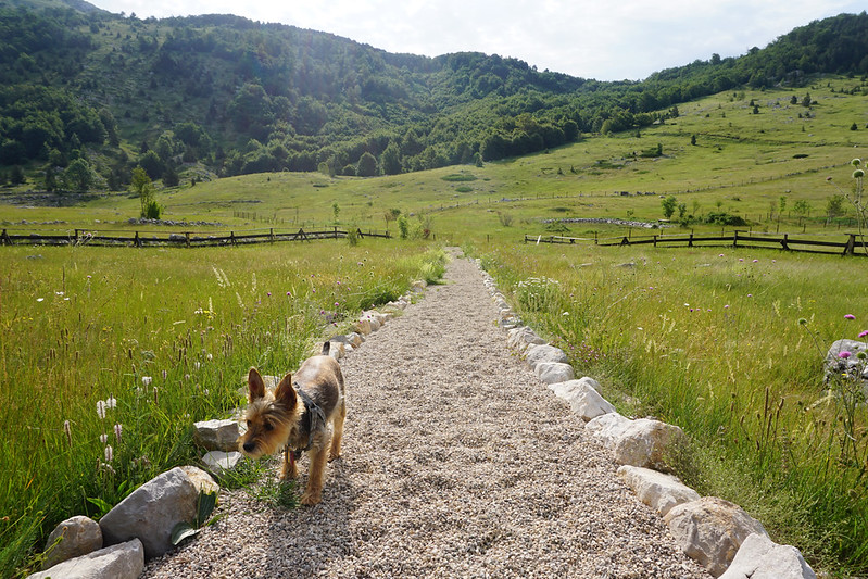 The most (and least) dog-friendly countries in Europe