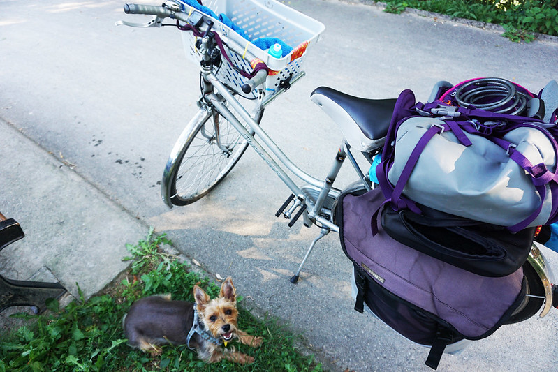 The most (and least) dog-friendly countries in Europe