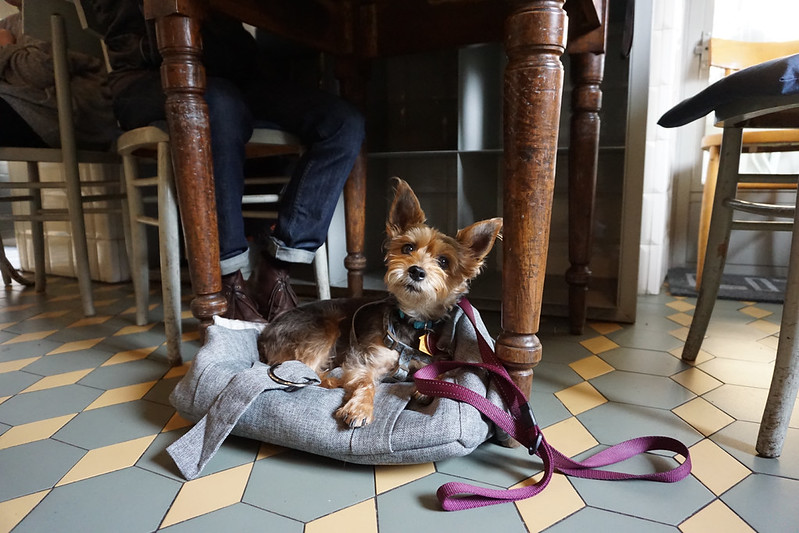 The most (and least) dog-friendly countries in Europe