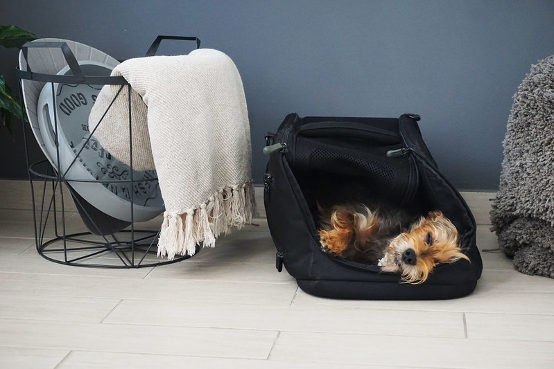 The most (and least) dog-friendly countries in Europe