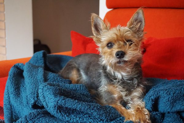 The most (and least) dog-friendly countries in Europe