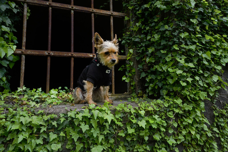 The most (and least) dog-friendly countries in Europe