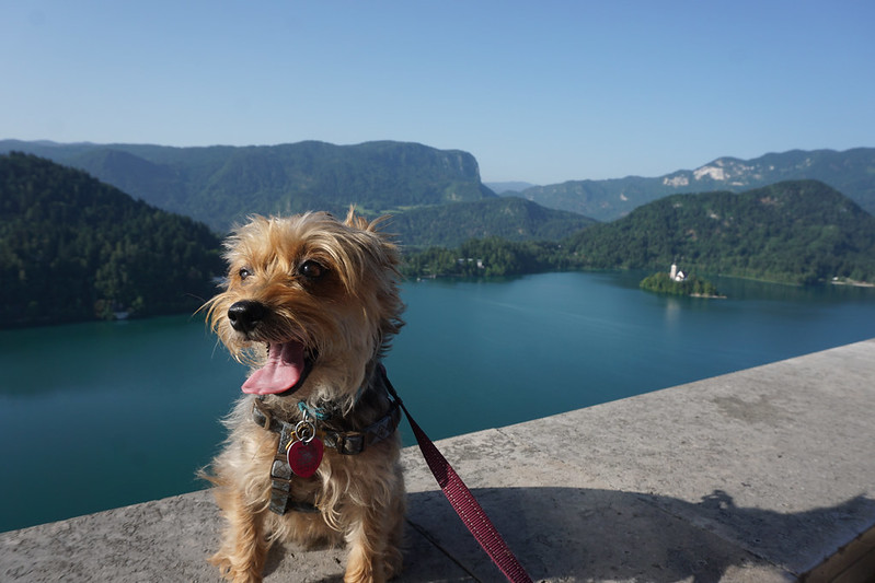 The most (and least) dog-friendly countries in Europe