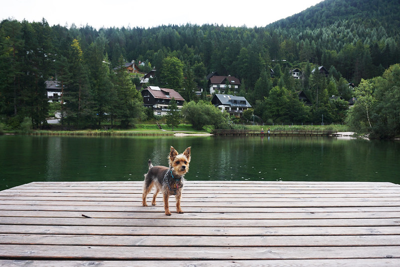 The most (and least) dog-friendly countries in Europe