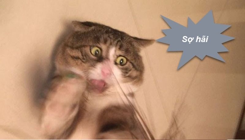 Lưu ý khi sử dụng meme sợ hãi