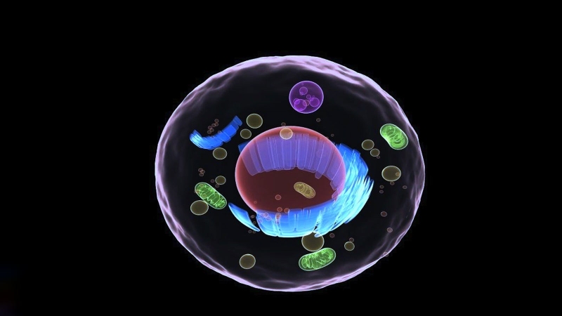 Tế bào lớn nhất trong cơ thể người là tế bào nào? 1