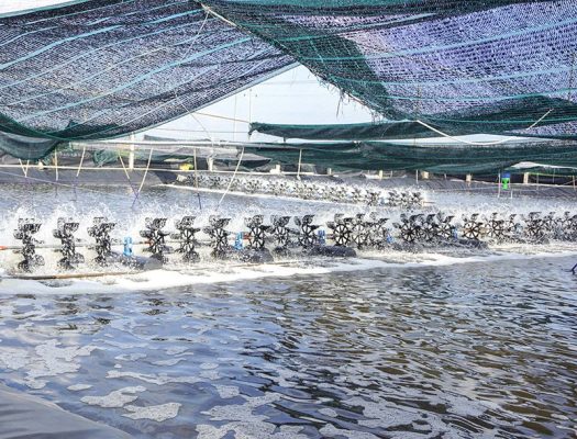 THẾ NÀO LÀ MÔ HÌNH NUÔI TÔM SIÊU THÂM CANH?