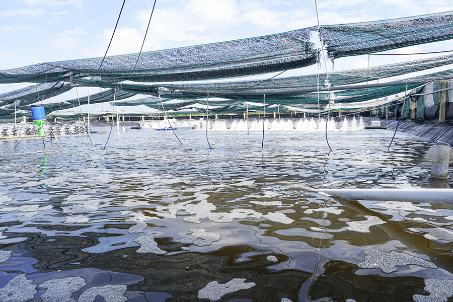 THẾ NÀO LÀ MÔ HÌNH NUÔI TÔM SIÊU THÂM CANH?