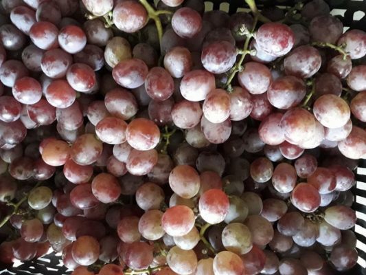 Tin Bộ Nông nghiệp và PTNN