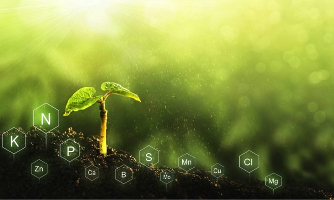 Phân bón vi lượng là gì? Vai trò và cách sử dụng hiệu quả