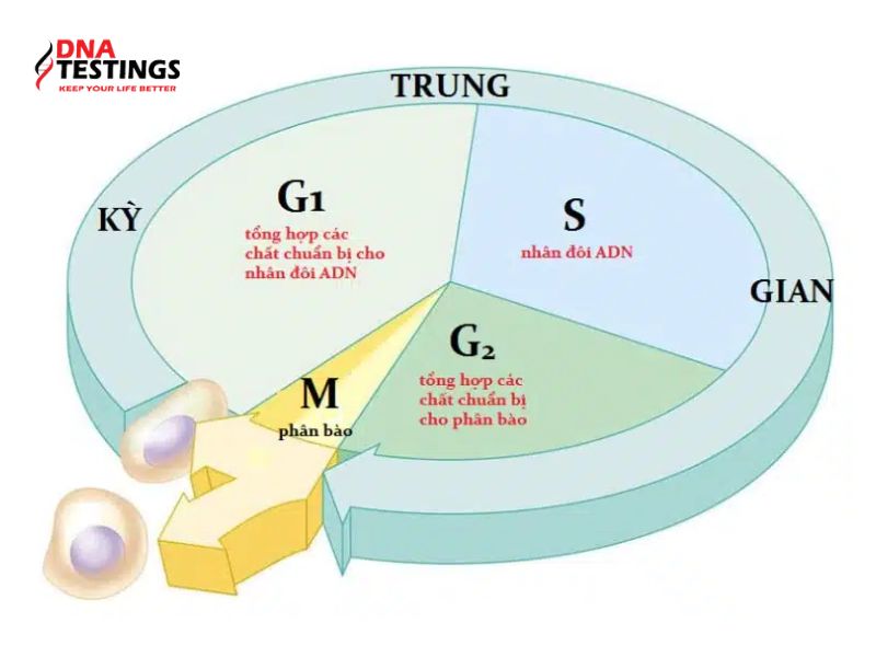 Vai Trò Của Enzim ADN Polimeraza Trong Quá Trình Nhân Đôi ADN