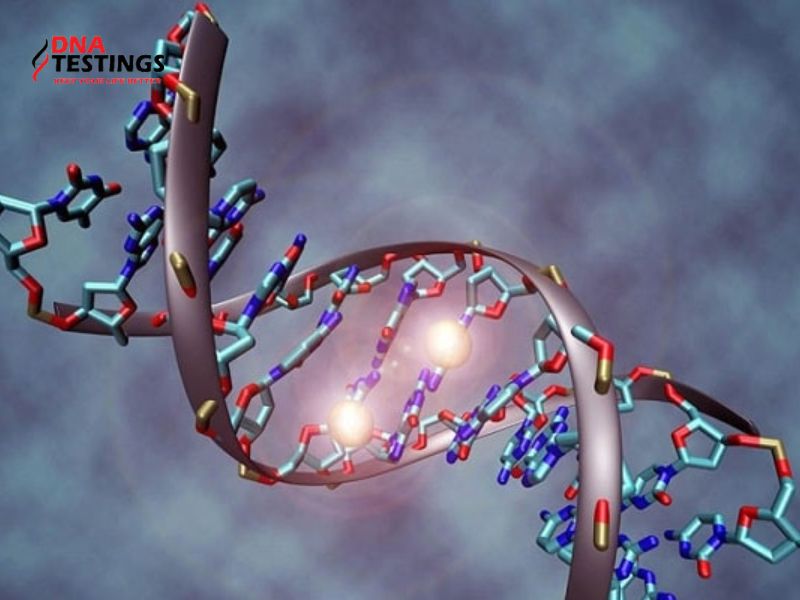 Vai Trò Của Enzim ADN Polimeraza Trong Quá Trình Nhân Đôi ADN