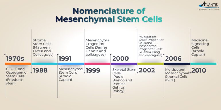Tại sao MSC được gọi là Tế bào gốc trung mô? Danh pháp Thuật ngữ Tiến hóa